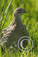Hen Pheasant.